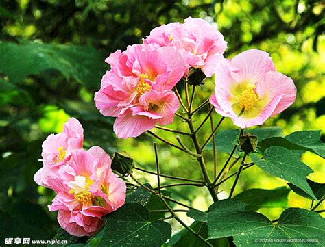 芙蓉樹照顧|芙蓉